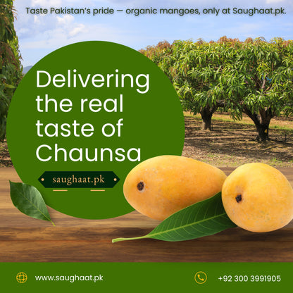 Hand Picked Export Quality Multani Mangoes